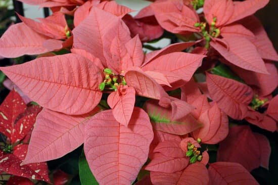 canva poinsettia MADBWw8a3Wo