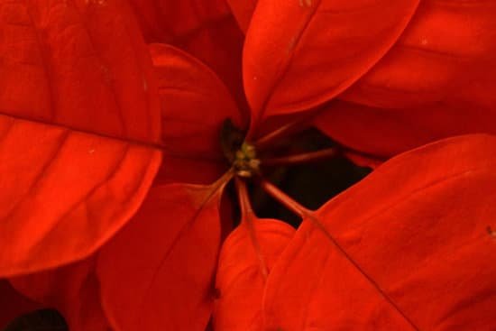 canva poinsettia MADCeDqvUhI