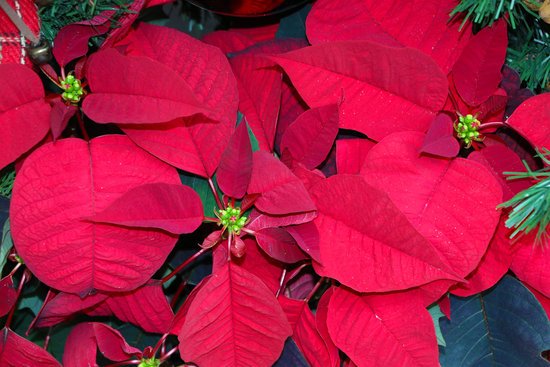 canva poinsettia MADFKNF02Uk