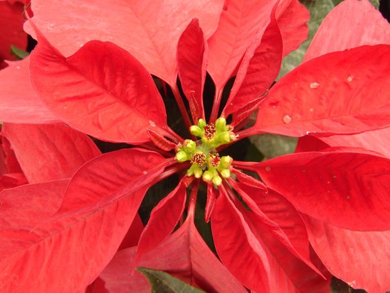 canva poinsettia MADFOudL6 c