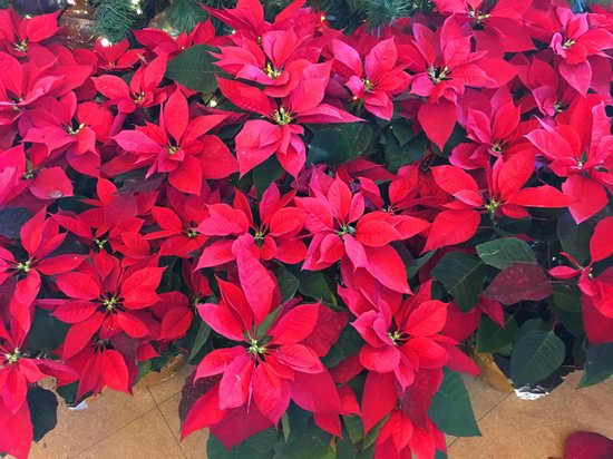 canva poinsettia MADFSOsVeHc