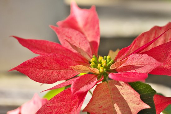 canva poinsettia MADFTIF6Vkg