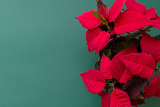 canva poinsettia on green background MAEQ3C1UD0c