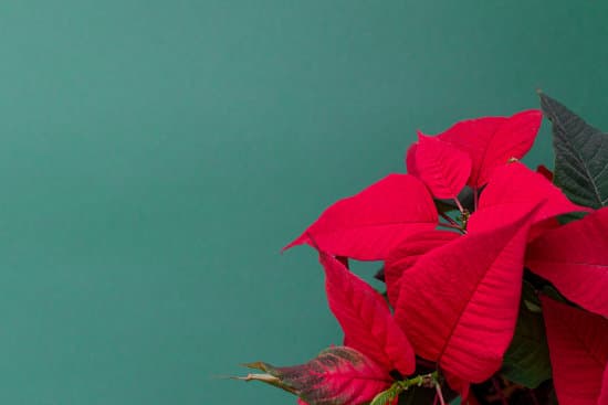 canva poinsettia on green background MAEQ6UFrVrg