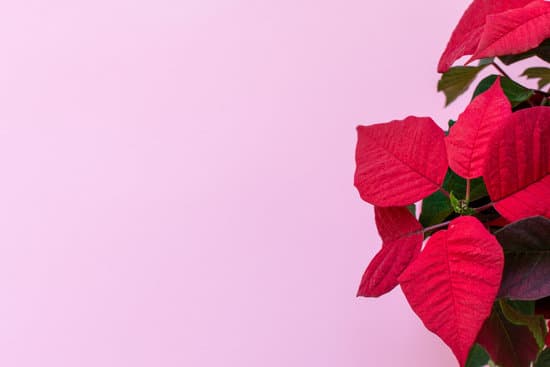 canva poinsettia plant on pink background MAEQq6UrwW4