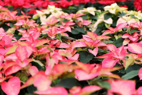 canva poinsettias