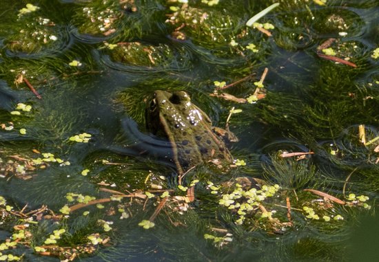 canva pool frog