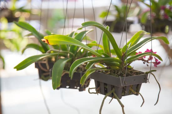 canva pots and orchids MAESa9EW1rg