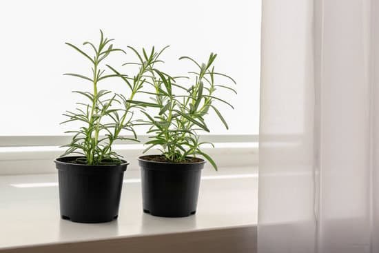 canva pots with rosemary plants indoors MAD9bW4PT8I