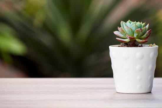 canva potted succulent on wooden table MAEj70 zfMo