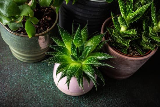 canva potted succulent plants MAD8A7XKw6U