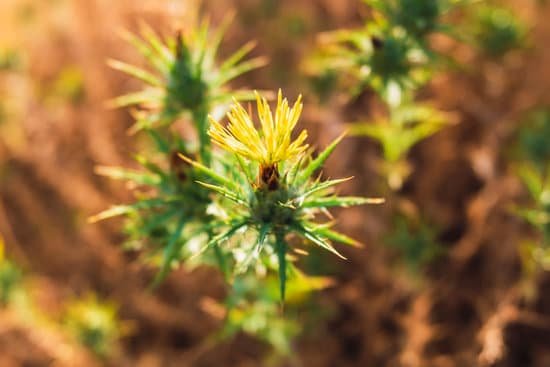 canva prickly thistle flowers in backlight with blurred background and MAEDVrgEVSw