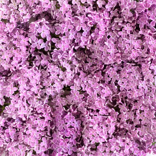 canva purple lilac flowers MAEQA8U9JO4