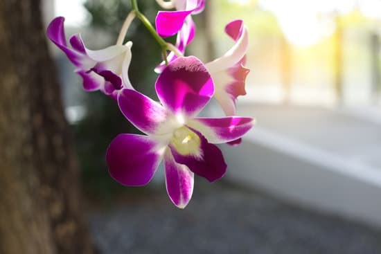 canva purple orchid flowers MAEQczz20DM
