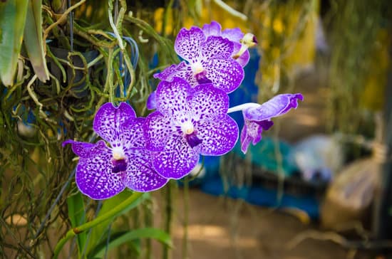 canva purple orchid flowers closeup MAER2UIkhQQ
