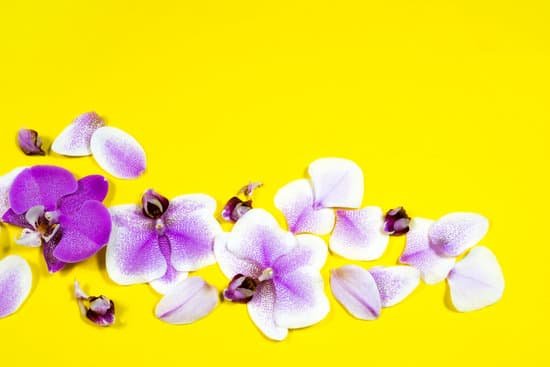 canva purple orchid flowers on yellow background MAEGzefL2lw