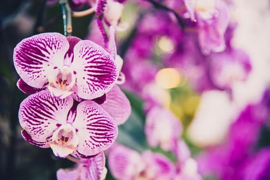 canva purple orchid in the garden MAD9PD6Lgi4
