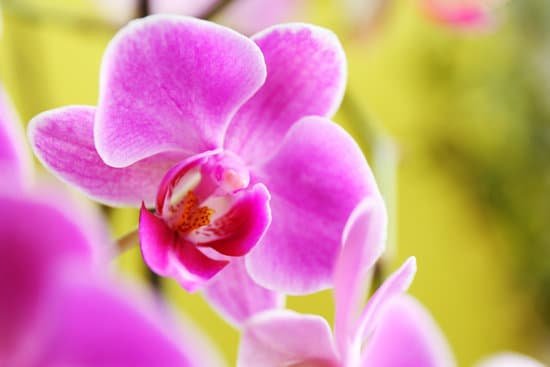 canva purple orchid on blurred background MAD Q TDO7g