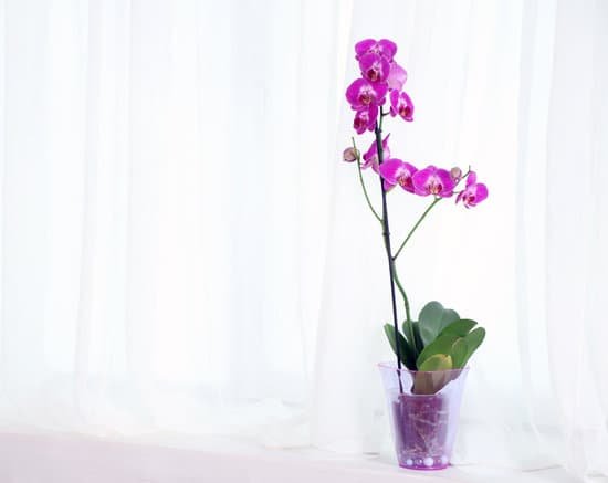 canva purple orchids in a vase copy space MAD MbrOZwY