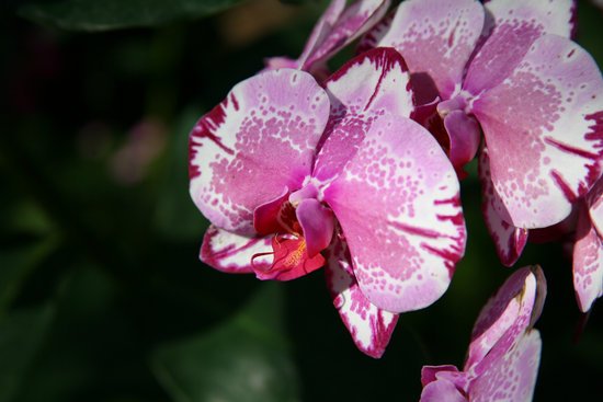 canva purple orchids tropical orchids thai orchids