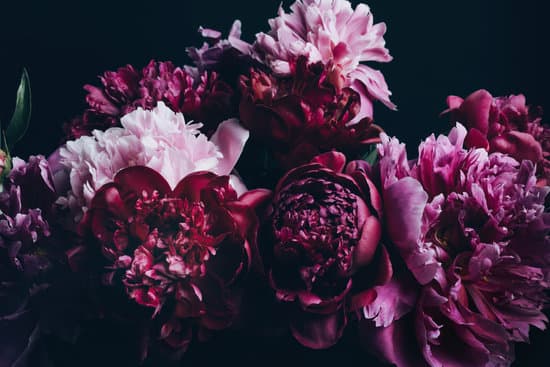 canva purple peonies bouquet on black background MAEPR3NlpEk