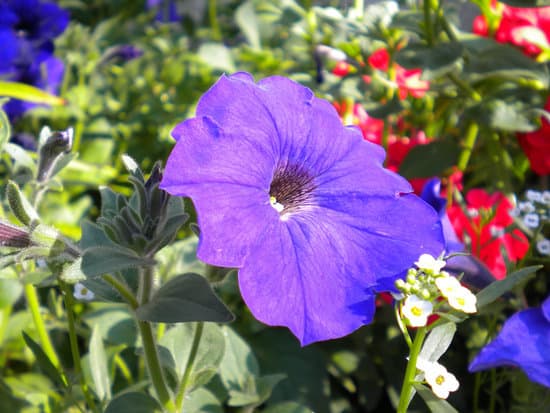 canva purple petunia flower MAEFjgwCngg