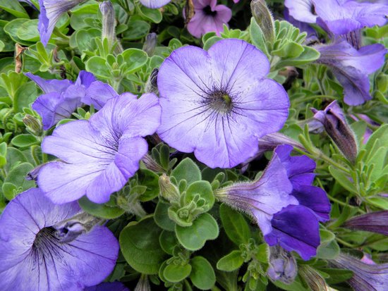 canva purple petunias MADFN 1cJ1M