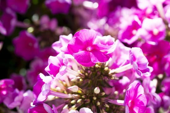 canva purple petunias MAEErJ444 8
