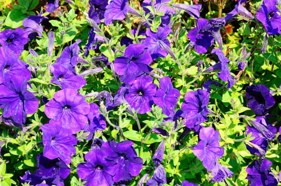 canva purple petunias. MADBs9ibOw4
