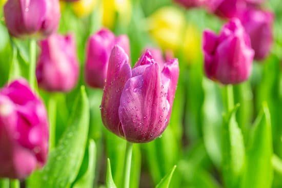 canva purple tulip flower garden MAEFkHwDWWA