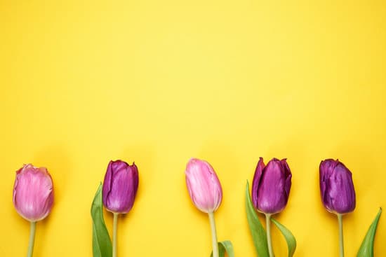 canva purple tulips on yellow background MAEQ2vsYgVk