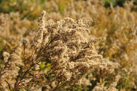 canva ragweed MADAsAnpmMc