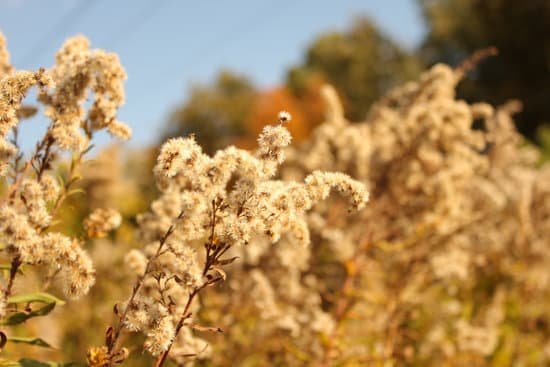 canva ragweed MADAsUpzySA