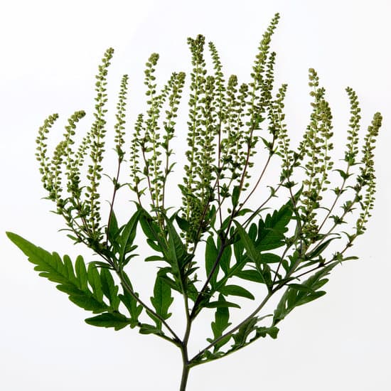 canva ragweed MAED8fKjn20
