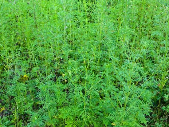 canva ragweed ambrosia plant artemisiifolia MADE5nSmPR0
