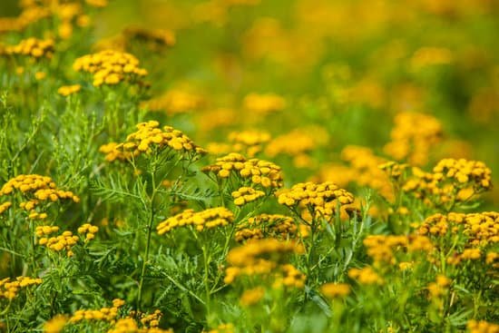 canva ragweed flowers MAC8fN5kHzQ