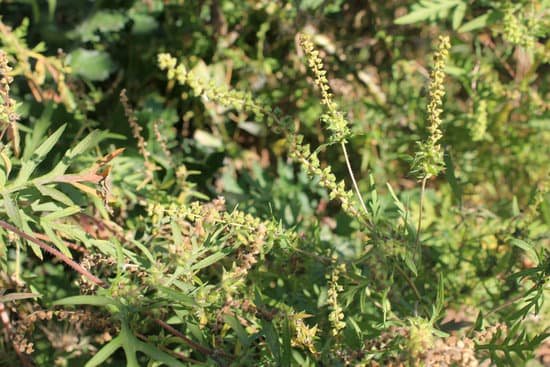 canva ragweed plant MADA9jkhDJ4