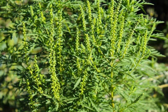 canva ragweed plants MADCUmOWupw