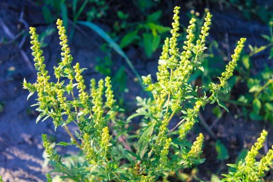 canva ragweed plants MADE6iMkBPg