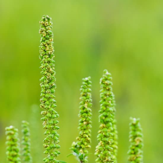 canva ragweed pollen MADBoA7GEcE