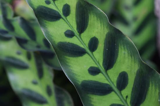 canva rattle snake plant MADNIVHM4 8