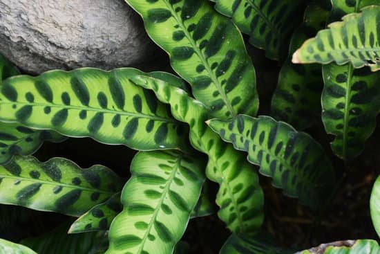 canva rattle snake plant MADNIXXnMno