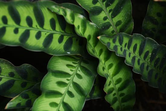 canva rattle snake plant MADNIZcoVvo