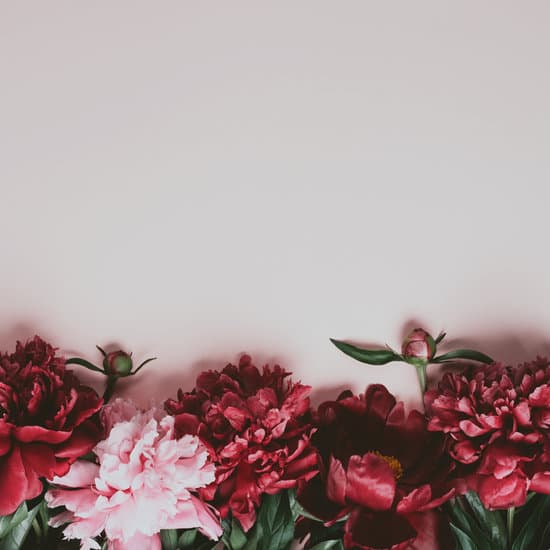 canva red and pink peonies on white background
