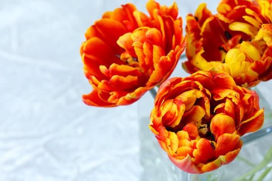 canva red and yellow tulips up close MAD MU9JfAs