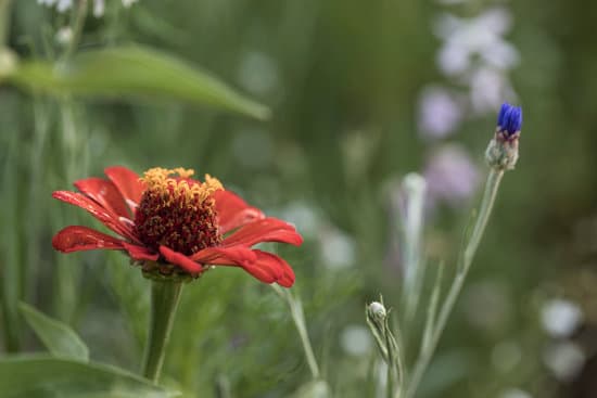 canva red blooming zinnia MAEPmaP1EJk