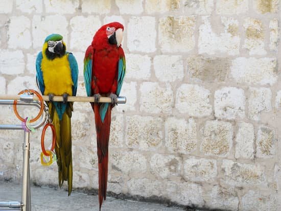 canva red blue and yellow parrots standing on a stick MAD7iZ yUbc