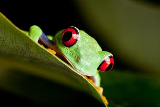 canva red eyed frog on a leaf MAA4Q cUblc