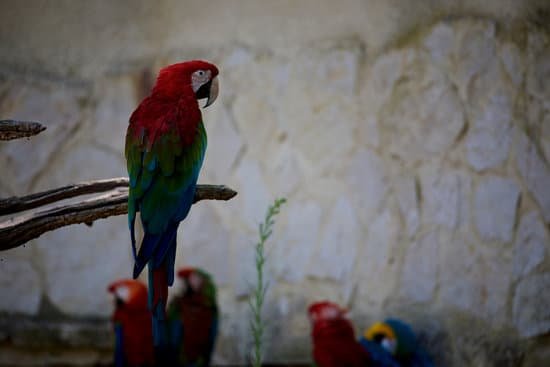 canva red parrot MADAEJvXLak