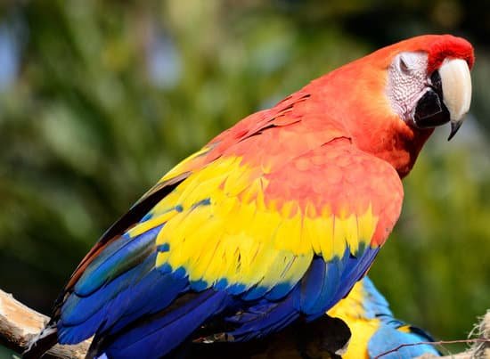 canva red parrot